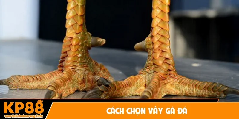cách chọn vảy gà đá